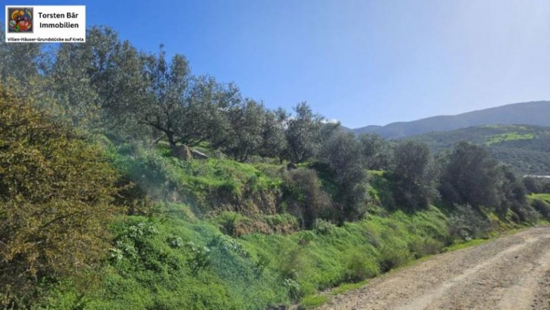 Kouses Kreta, Kouses: Baugrundstück 3.600 m² mit Baugenehmigung Grundstück kaufen